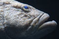 Black grouper Royalty Free Stock Photo