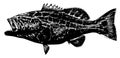 Black grouper fish on white background Royalty Free Stock Photo