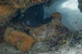 A Black Grouper (Mycteroperca bonaci) in Cozumel