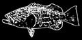 Black grouper rockfish fish fishing on black background
