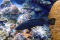 A Black Grouper sitting amongst the coral reef Royalty Free Stock Photo