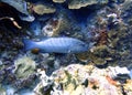 A Black Grouper sitting amongst the coral reef Royalty Free Stock Photo