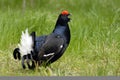 Black grouse