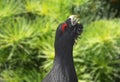 Black grouse Royalty Free Stock Photo