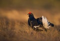 Black grouse