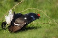 The black grouse or blackgame or blackcock Tetrao tetrix, male at mating call in the green grass Royalty Free Stock Photo