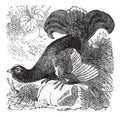 Black Grouse or Blackgame or Tetrao tetrix vintage engraving Royalty Free Stock Photo