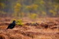 Black grouse on the bog meadow. Lekking nice bird Grouse, Tetrao tetrix, in marshland, Sweden. Spring mating season in the nature. Royalty Free Stock Photo