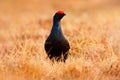 Black grouse on the bog meadow. Lekking nice bird Grouse, Tetrao tetrix, in marshland, Sweden. Spring mating season in the nature. Royalty Free Stock Photo