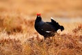 Black grouse on the bog meadow. Lekking nice bird Grouse, Tetrao tetrix, in marshland, Sweden. Spring mating season in the nature. Royalty Free Stock Photo