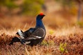 Black grouse on the bog meadow. Lekking nice bird Grouse, Tetrao tetrix, in marshland, Sweden. Spring mating season in the nature. Royalty Free Stock Photo