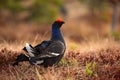 Black grouse on the bog meadow. Lekking nice bird Grouse, Tetrao tetrix, in marshland, Sweden. Spring mating season in the nature.