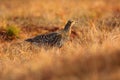 Black grouse on the bog meadow. Lekking nice bird Grouse, Tetrao tetrix, in marshland, Sweden. Spring mating season in the nature. Royalty Free Stock Photo