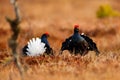 Black grouse on the bog meadow. Lekking nice bird Grouse, Tetrao tetrix, in marshland, Sweden. Spring mating season in the nature. Royalty Free Stock Photo