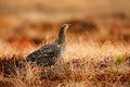 Black grouse on the bog meadow. Lekking nice bird Grouse, Tetrao tetrix, in marshland, Sweden. Spring mating season in the nature. Royalty Free Stock Photo