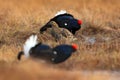 Black grouse on the bog meadow. Lekking nice bird Grouse, Tetrao tetrix, in marshland, Sweden. Spring mating season in the nature. Royalty Free Stock Photo