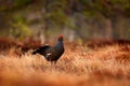 Black grouse on the bog meadow. Lekking nice bird Grouse, Tetrao tetrix, in marshland, Sweden. Spring mating season in the nature. Royalty Free Stock Photo