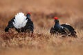 Black grouse on the bog meadow. Lekking nice bird Grouse, Tetrao tetrix, in marshland, Sweden. Spring mating season in the nature