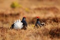 Black grouse on the bog meadow. Lekking nice bird Grouse, Tetrao tetrix, in marshland, Sweden. Spring mating season in the nature