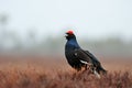 Black grouse call Royalty Free Stock Photo