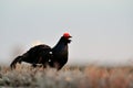 Black Grouse calling Royalty Free Stock Photo