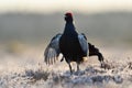 Black Grouse calling Royalty Free Stock Photo