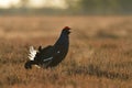 Black grouse calling Royalty Free Stock Photo