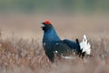 Black grouse calling Royalty Free Stock Photo