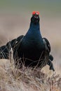 Black grouse calling Royalty Free Stock Photo