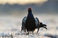 Black grouse Royalty Free Stock Photo