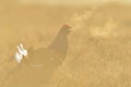 Black Grouse calling Royalty Free Stock Photo