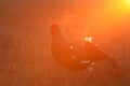 Black Grouse calling Royalty Free Stock Photo