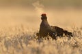 Black grouse calling Royalty Free Stock Photo