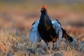 Black grouse calling Royalty Free Stock Photo