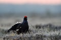 Black grouse calling at sunrise Royalty Free Stock Photo