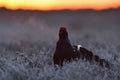 Black grouse calling at sunrise Royalty Free Stock Photo