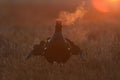 Black grouse calling at sunrise with breath fume Royalty Free Stock Photo