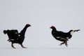 Black grouse cock fighting on the snow, sweden