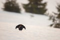 Black grouse cock lekking on snow early in the morning. Royalty Free Stock Photo