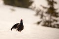 Black grouse cock strutting around displaying whilst making mating call Royalty Free Stock Photo