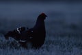 Black grouse contour at dawn Royalty Free Stock Photo