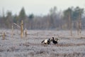 Black Grouse fight Royalty Free Stock Photo