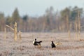 Black Grouse fight