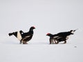 Black grouse fight Royalty Free Stock Photo