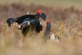Black grouse fight Royalty Free Stock Photo