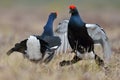 Black grouse fighting Royalty Free Stock Photo
