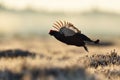 Black grouse flying Royalty Free Stock Photo