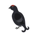 Black grouse illustration for children