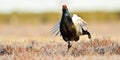 Black grouse jumping Royalty Free Stock Photo