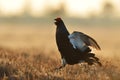 Black grouse jumping Royalty Free Stock Photo